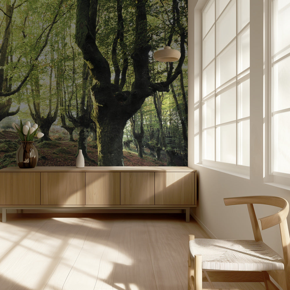 Magic Grove | Wallpaper