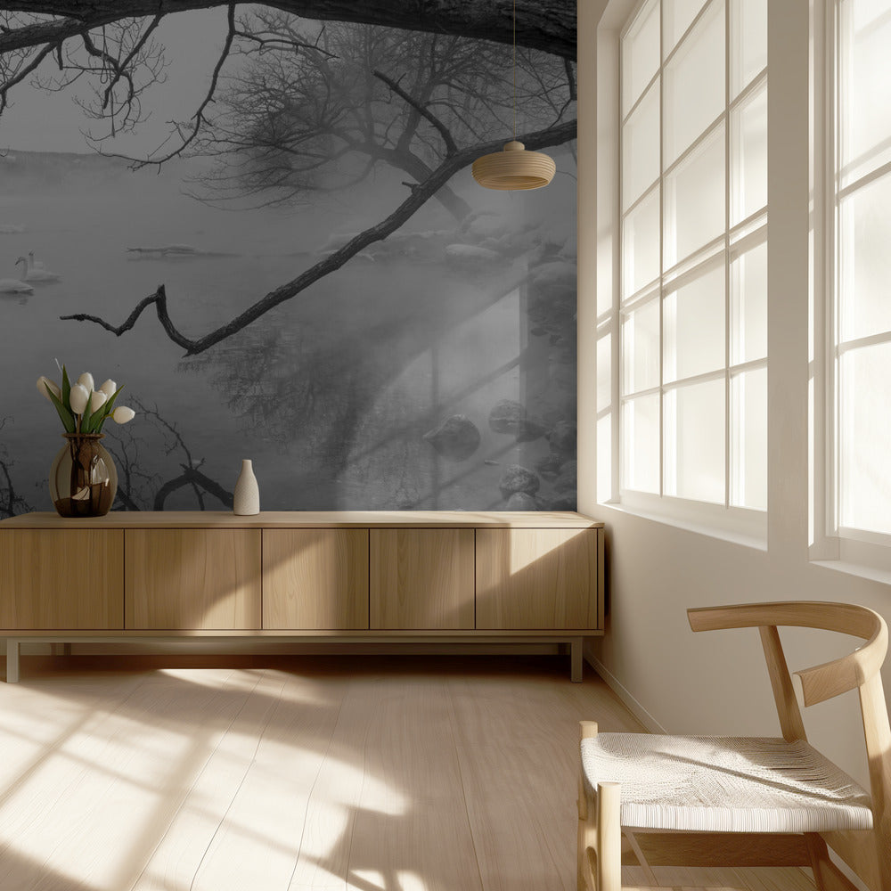 Swans in hot springs | Wallpaper