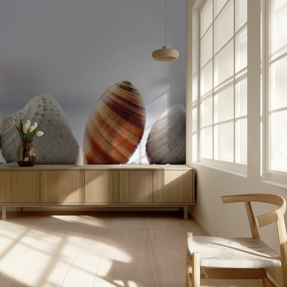 Seashell Symphony | Wallpaper