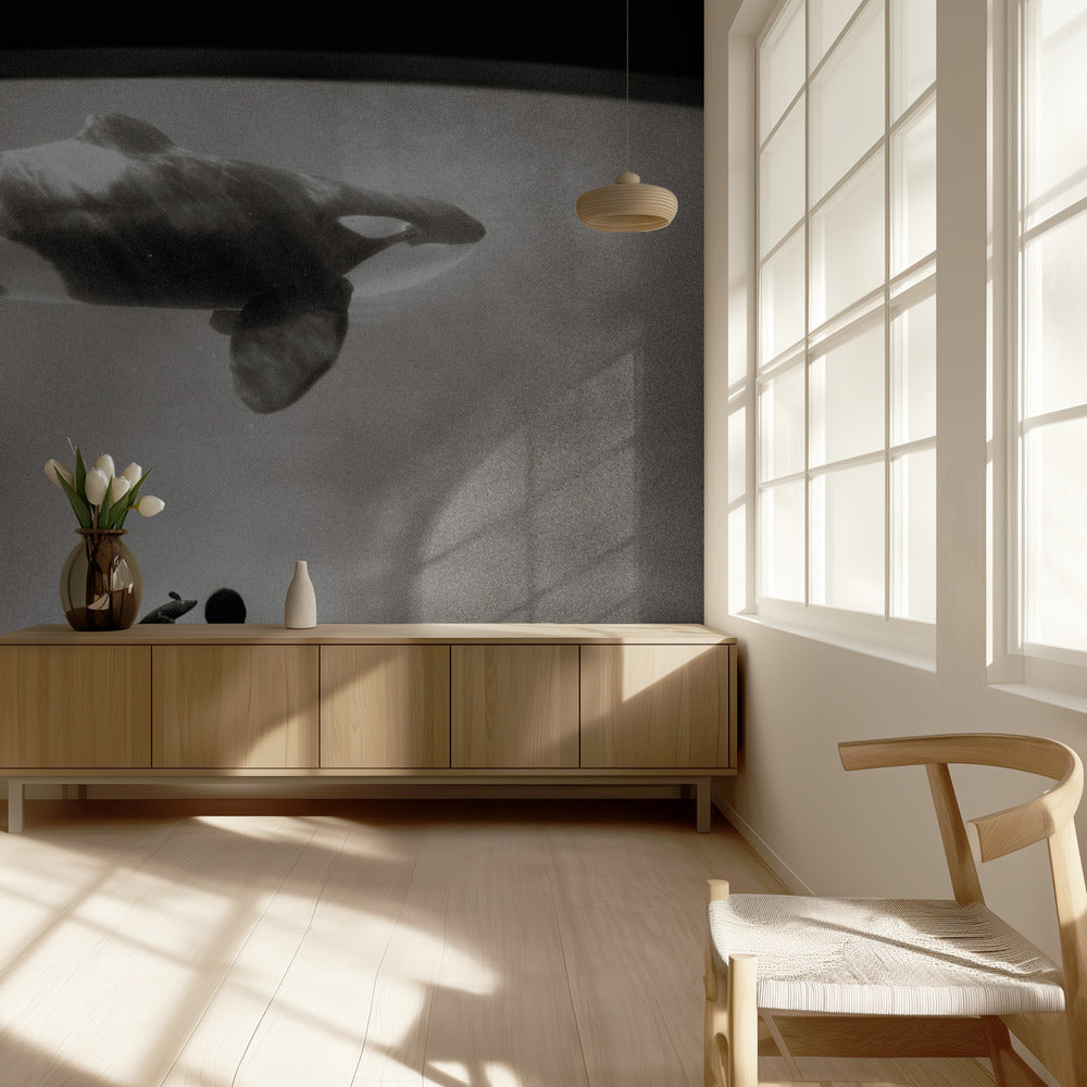 Within the Orca's Domain | Wallpaper