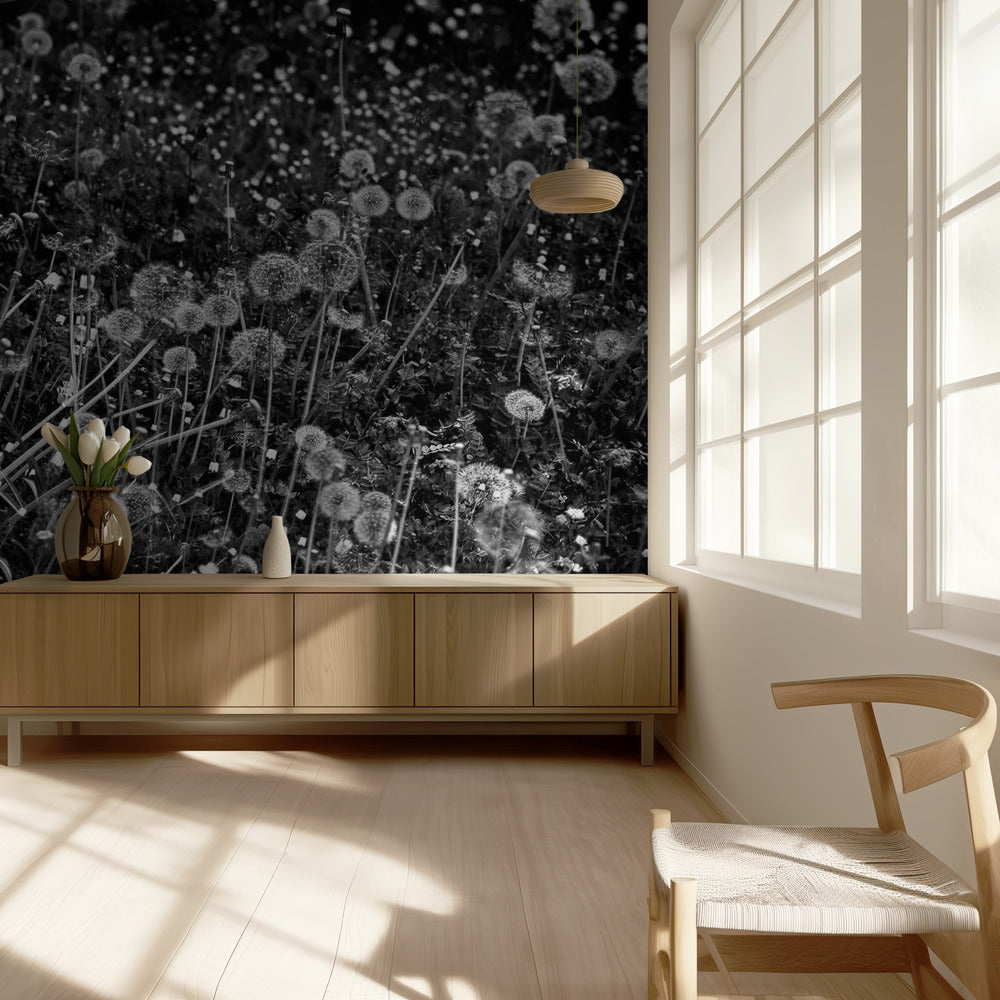 The dandelion field | Wallpaper