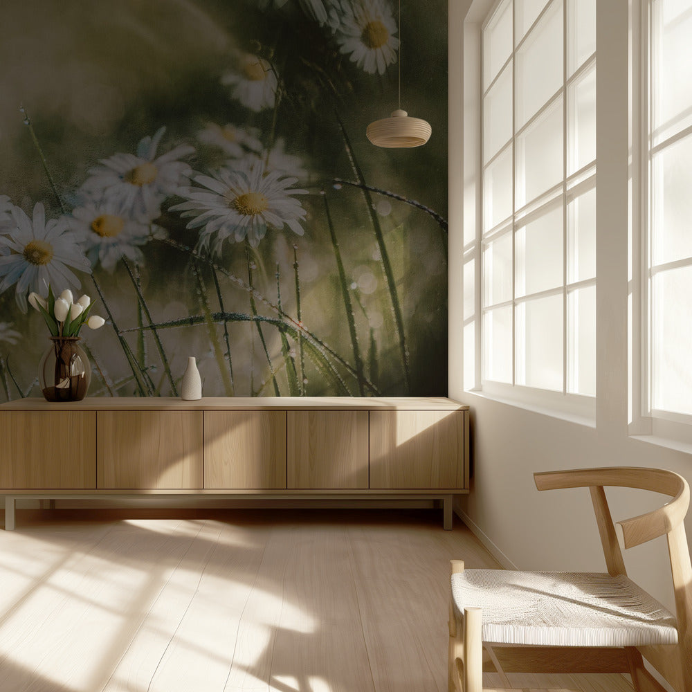 daisies in early morning | Wallpaper