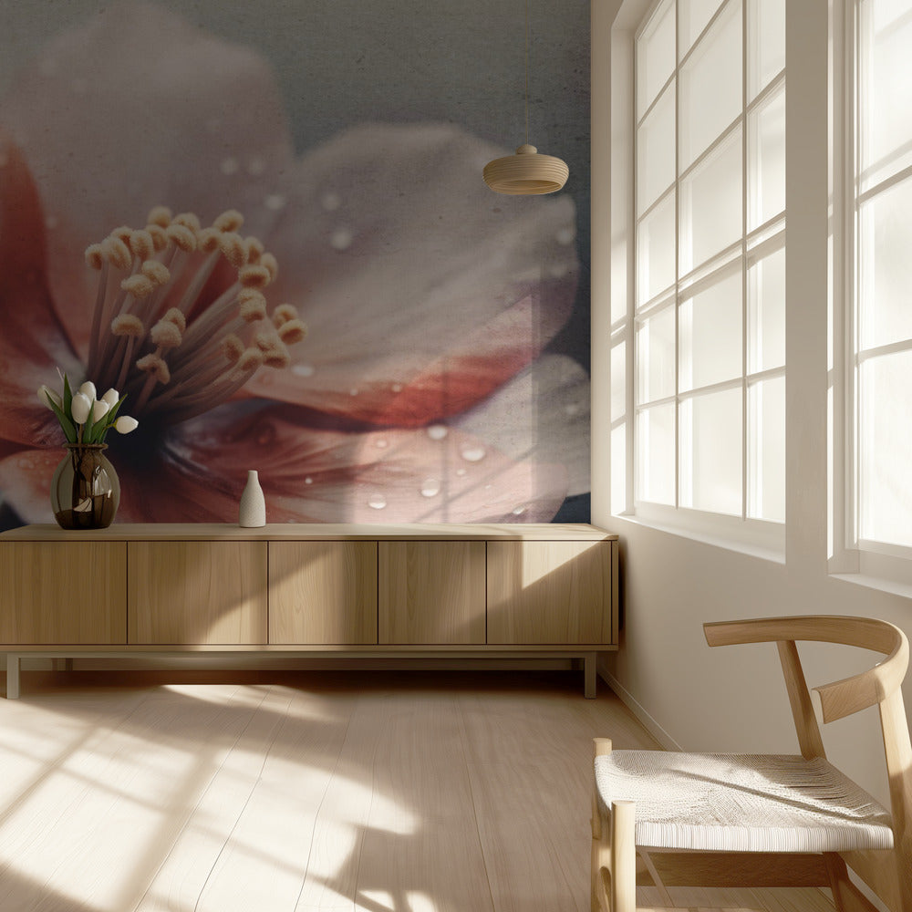 Petals of Serenity | Wallpaper