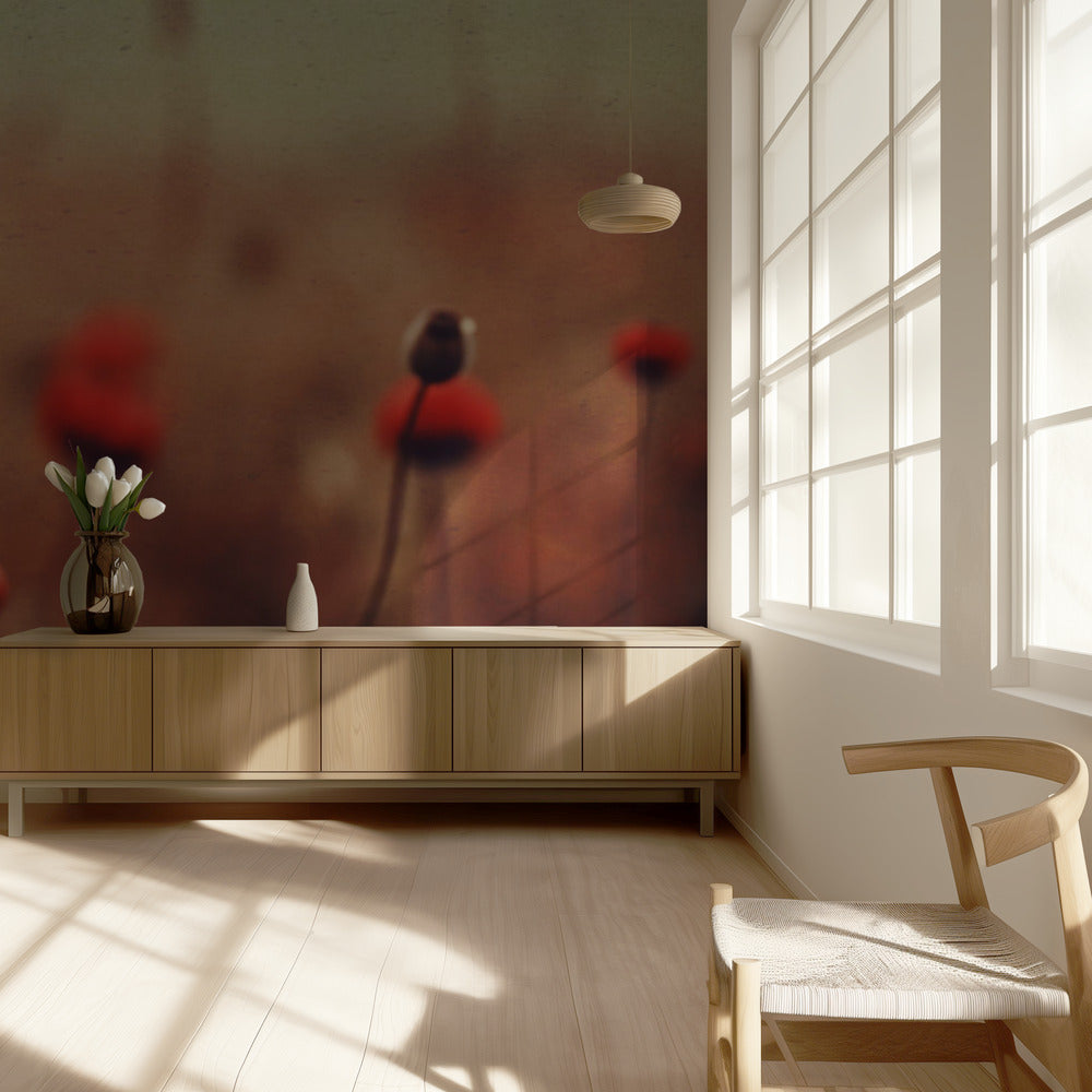 Poppy Dreams | Wallpaper