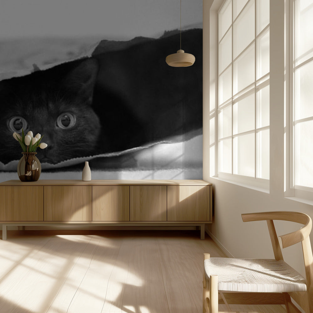 Cat in a bag | Wallpaper