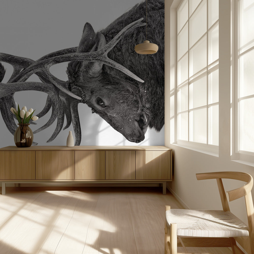 Eye to Eye - Elk fight | Wallpaper