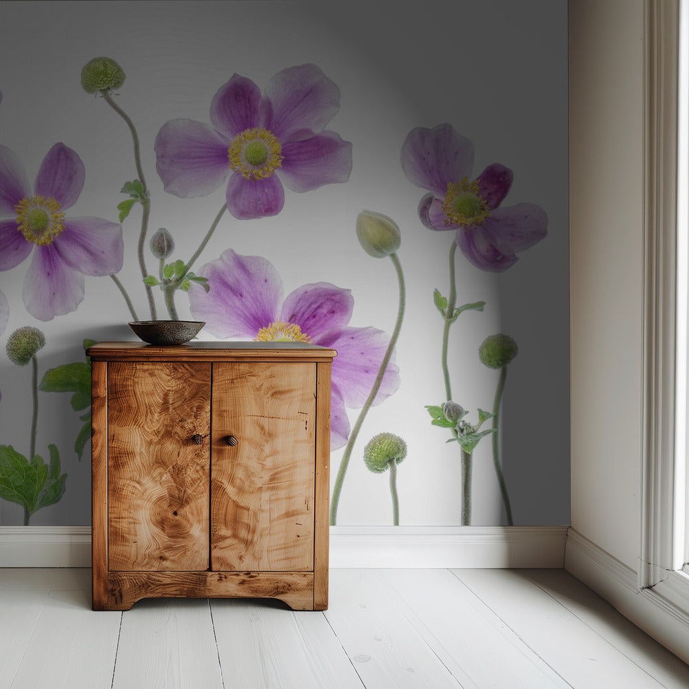 Anemone Japonica | Wallpaper
