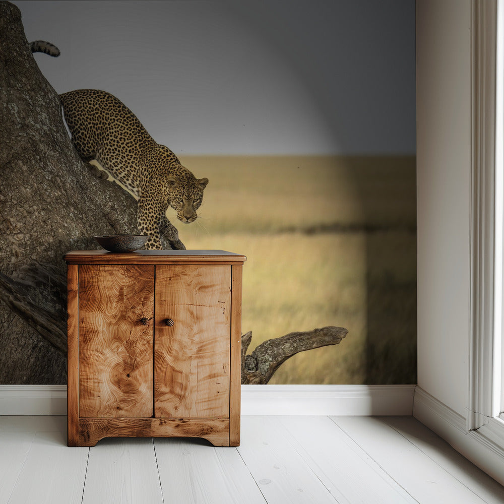 Leopard - Serengheti, Tanzania | Wallpaper