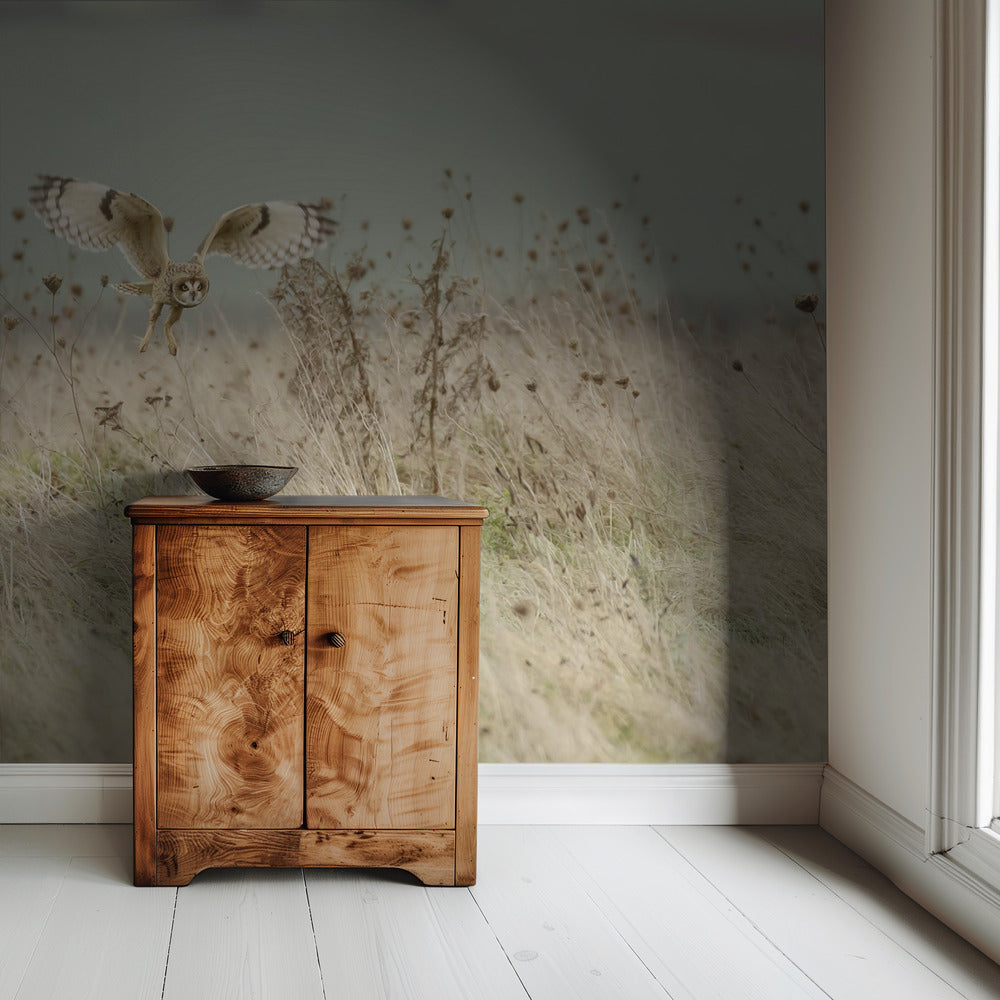 Hunting Short Eared Owl | Wallpaper