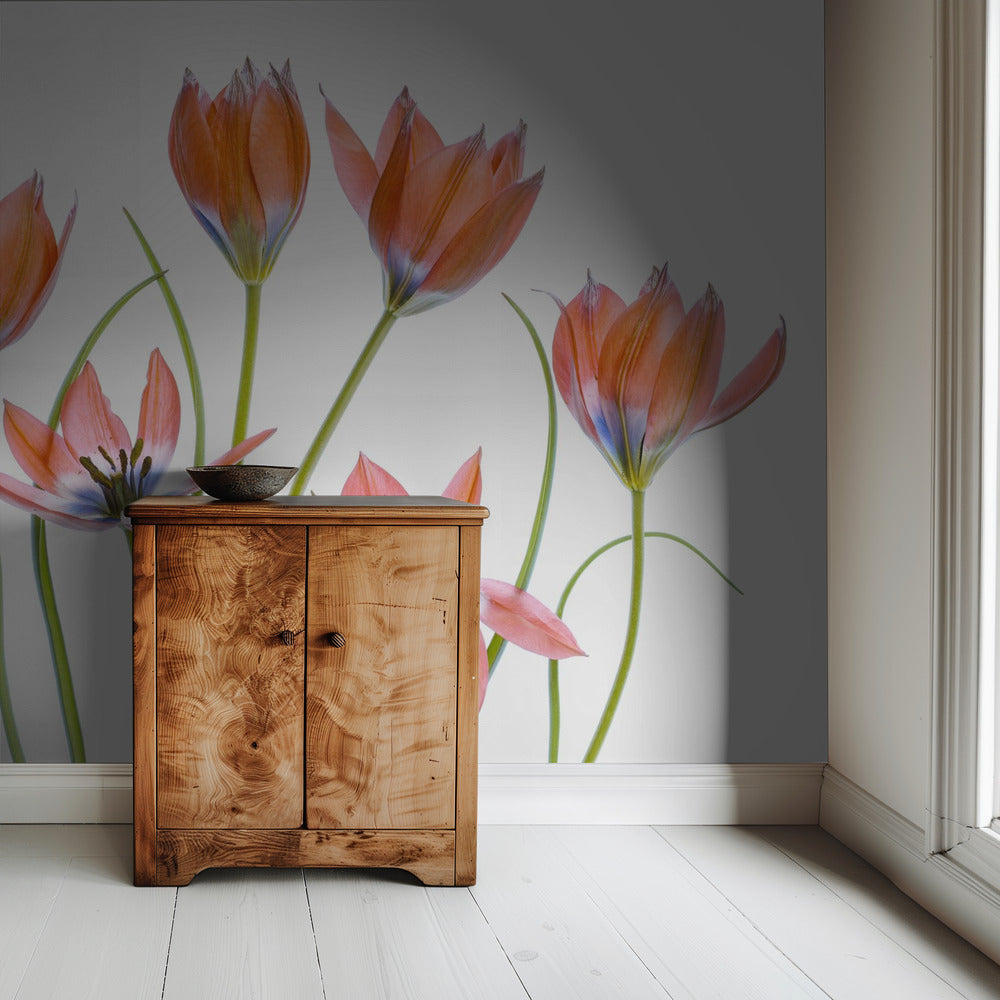 Apricot Tulips | Wallpaper
