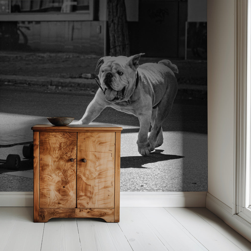 ... dogs just want to have fun ... | Wallpaper