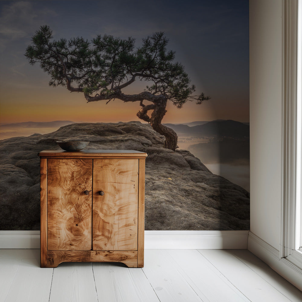 Old pine | Wallpaper