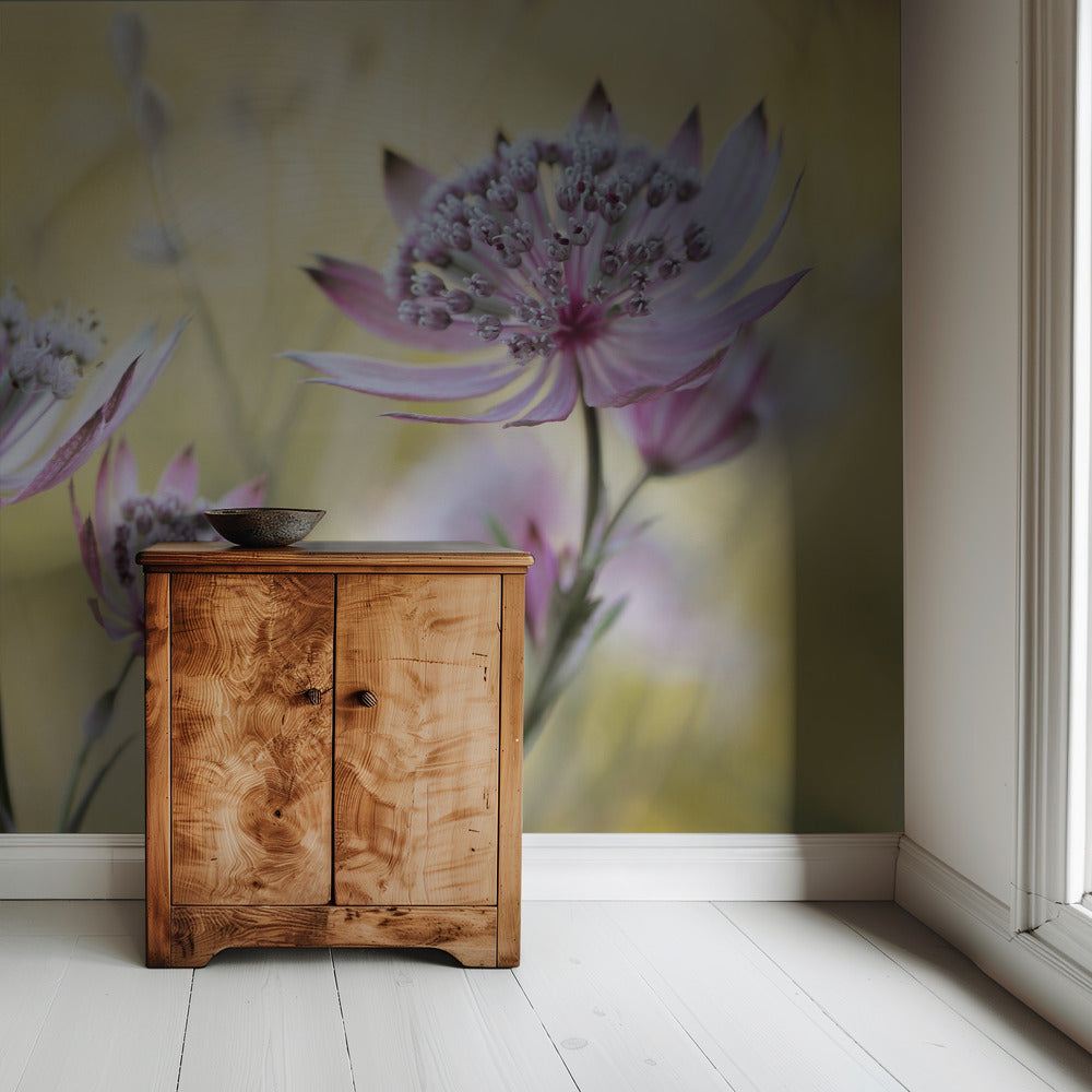 Astrantia Major | Wallpaper