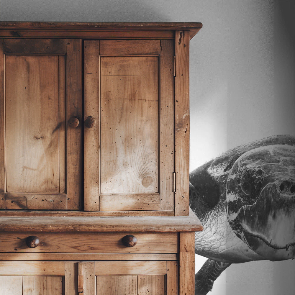 White and turtle | Wallpaper