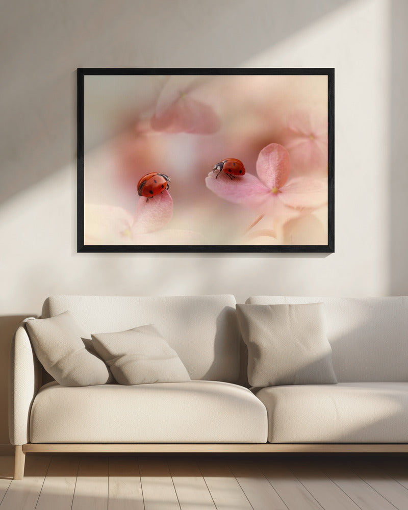 Ladybirds on pink hydrangea. | Canvas