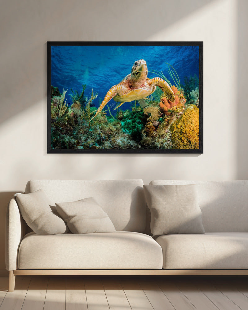 Hawksbill turtle swimming through Caribbean reef | Canvas