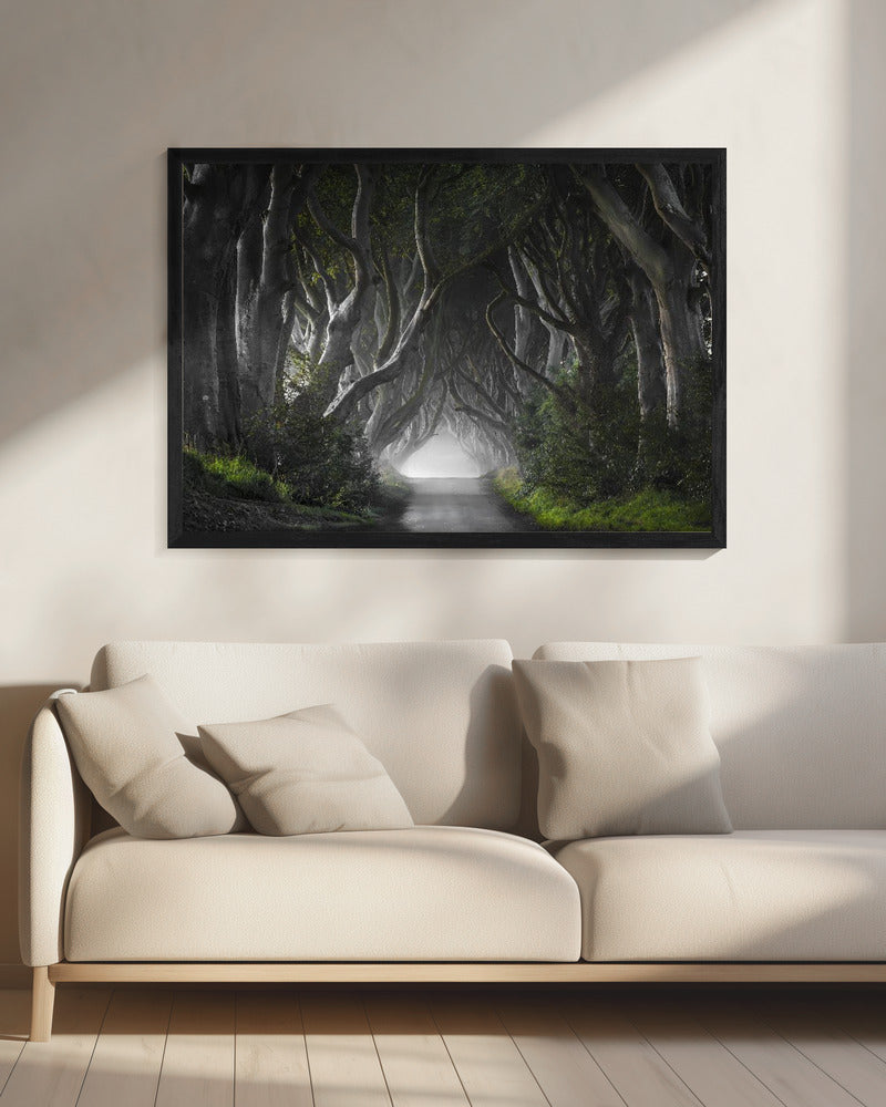 DARK HEDGES | Canvas