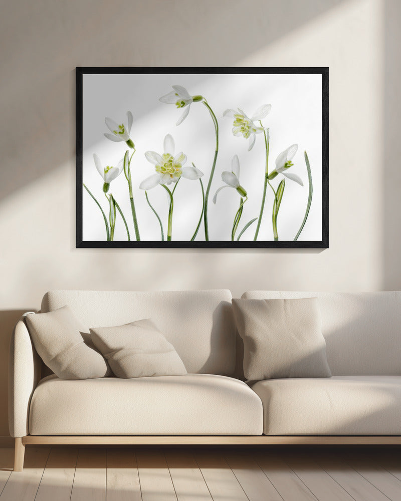 Spring Snowdrops | Canvas