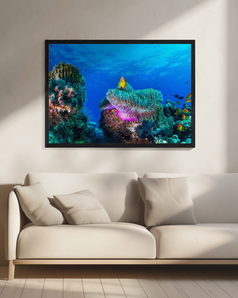 Sea life | Canvas