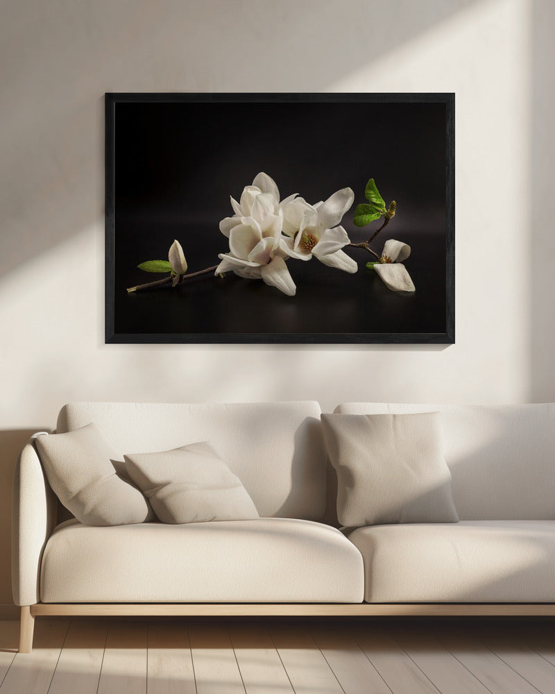 Magnolia | Canvas