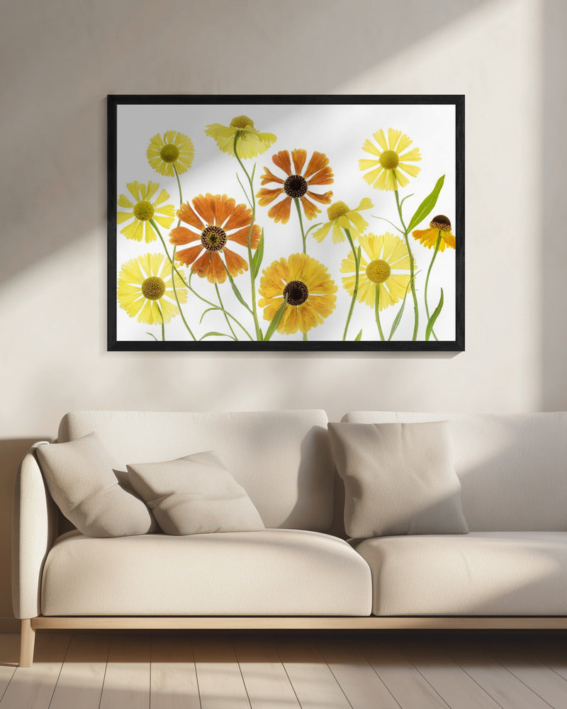 Helenium | Canvas