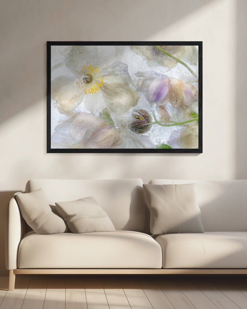 Anemone frost | Canvas