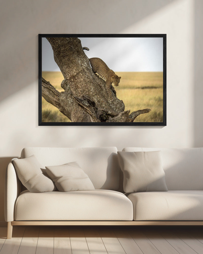 Leopard - Serengheti, Tanzania | Canvas