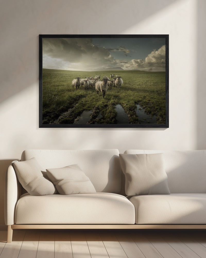 Sheep | Canvas