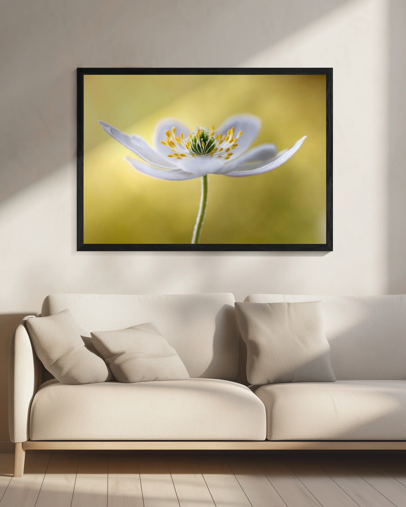 Wood Anemone | Canvas