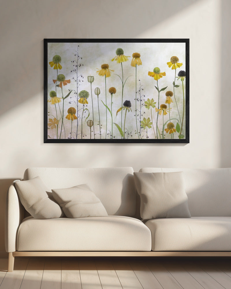 Helenium | Canvas