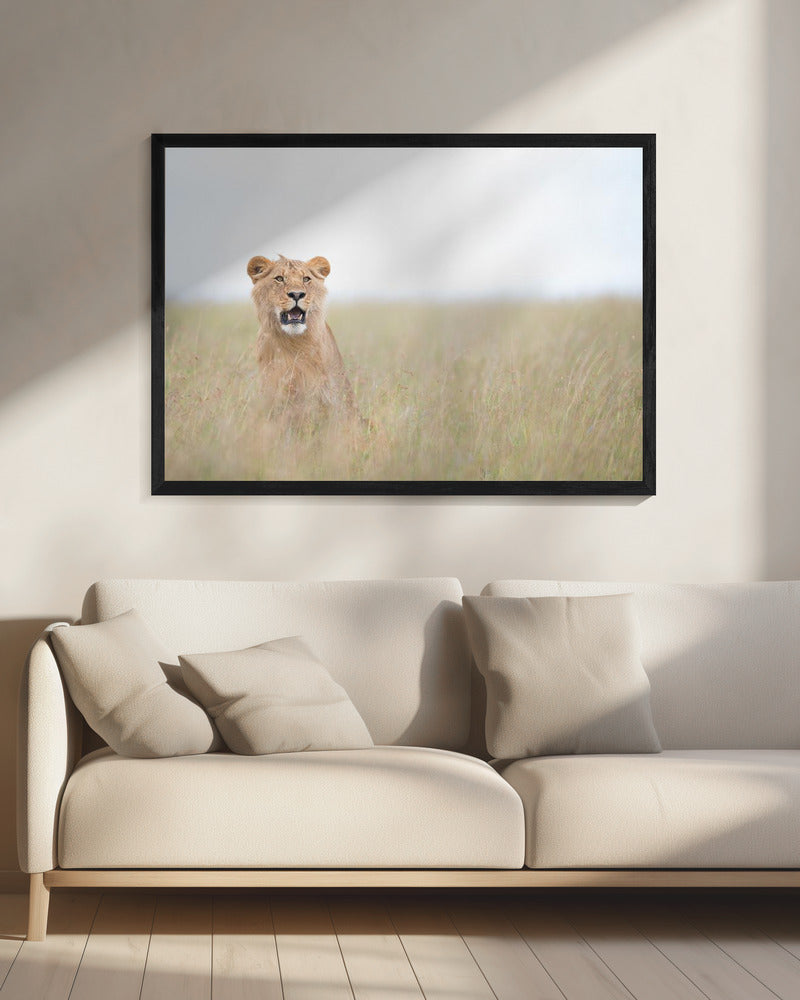 Young Lion | Canvas