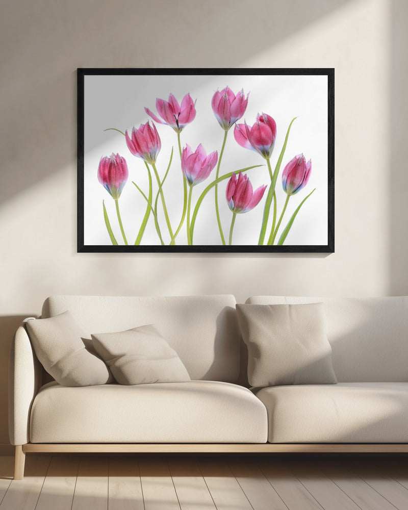 Tulip blush | Canvas