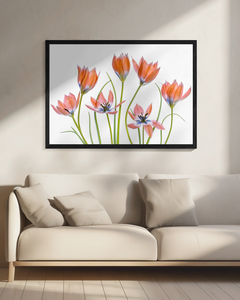 Apricot Tulips | Canvas