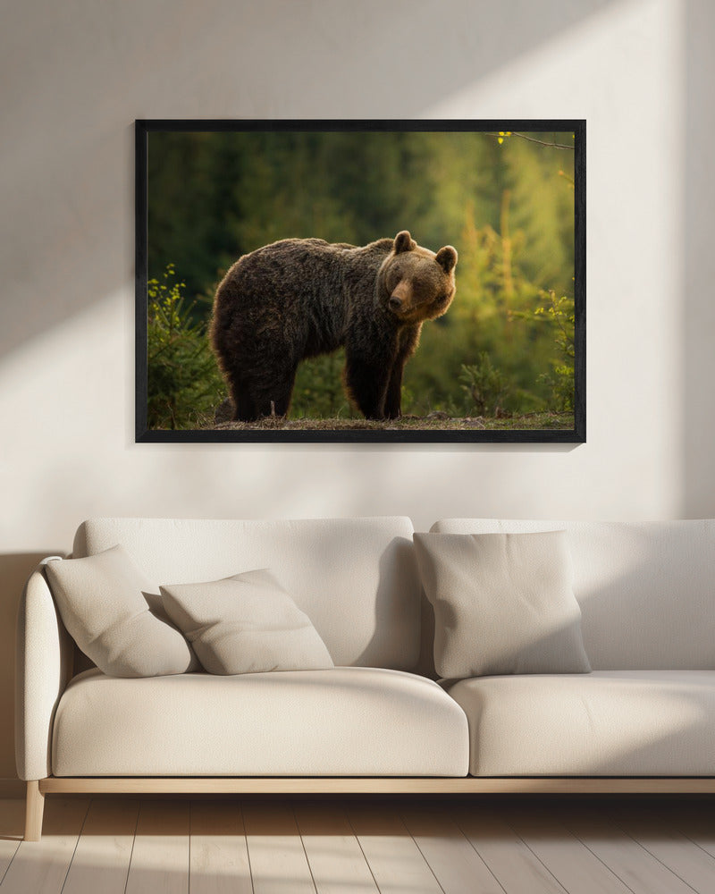 Backlit bear | Canvas