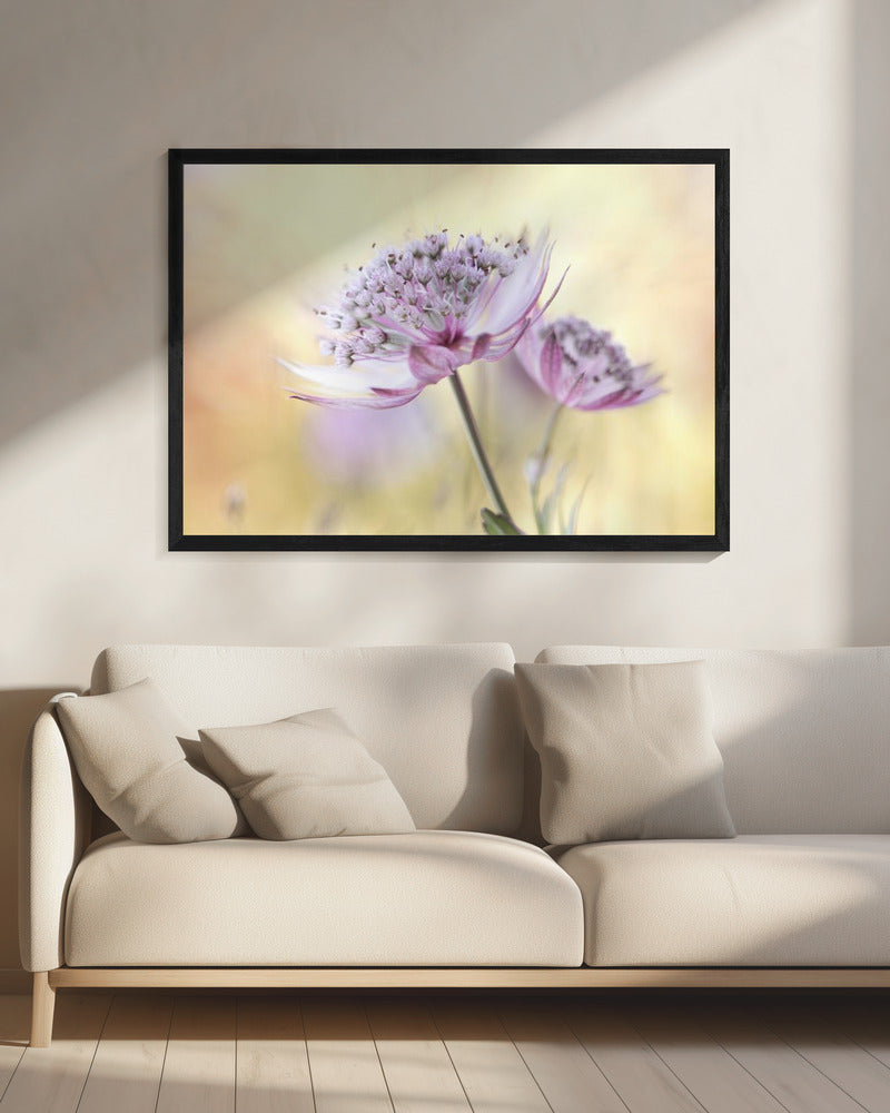 Pink Astrantia | Canvas