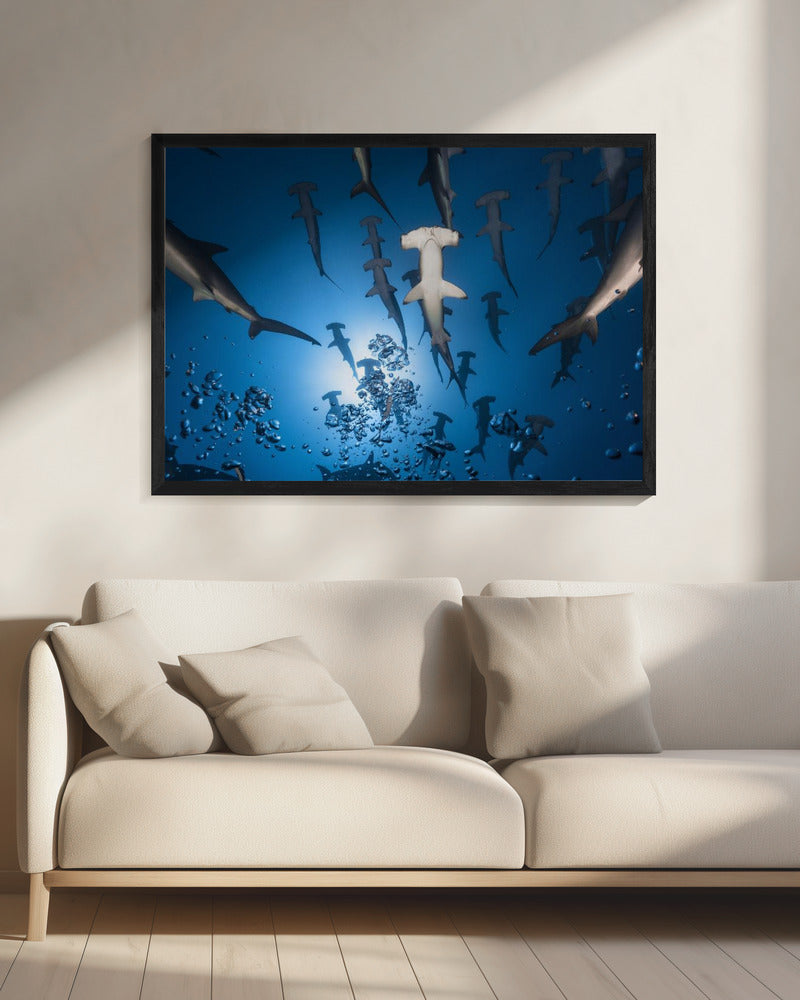 Hammerhead Shark | Canvas