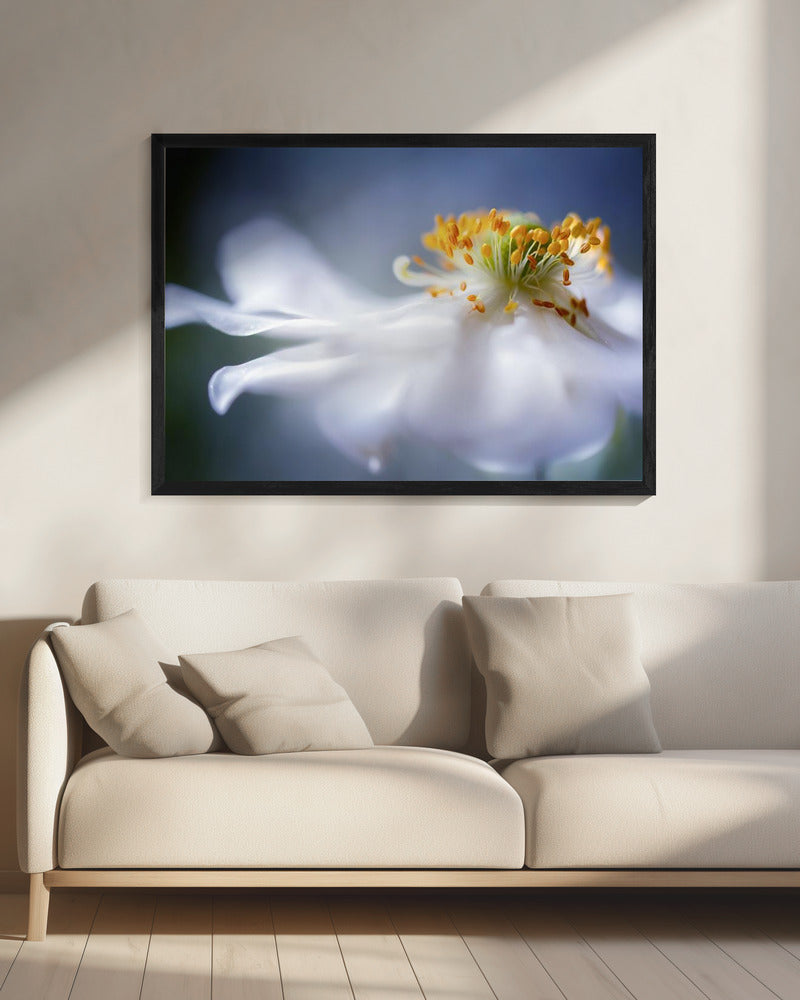 Anemone 1 | Canvas