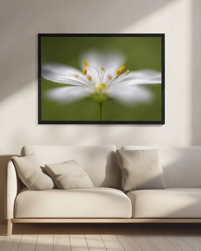 Softly Stitchwort | Canvas