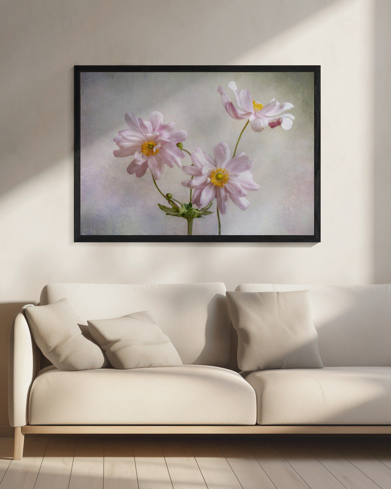 Anemones | Canvas