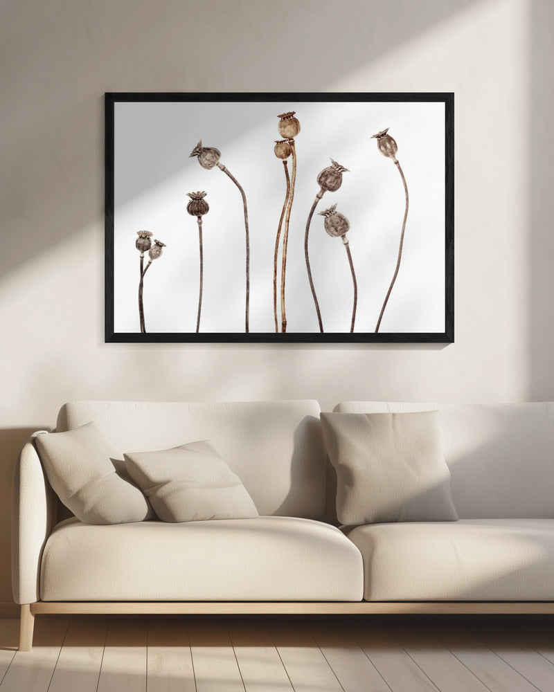 Poppies | Canvas