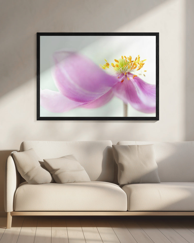 Anemone | Canvas