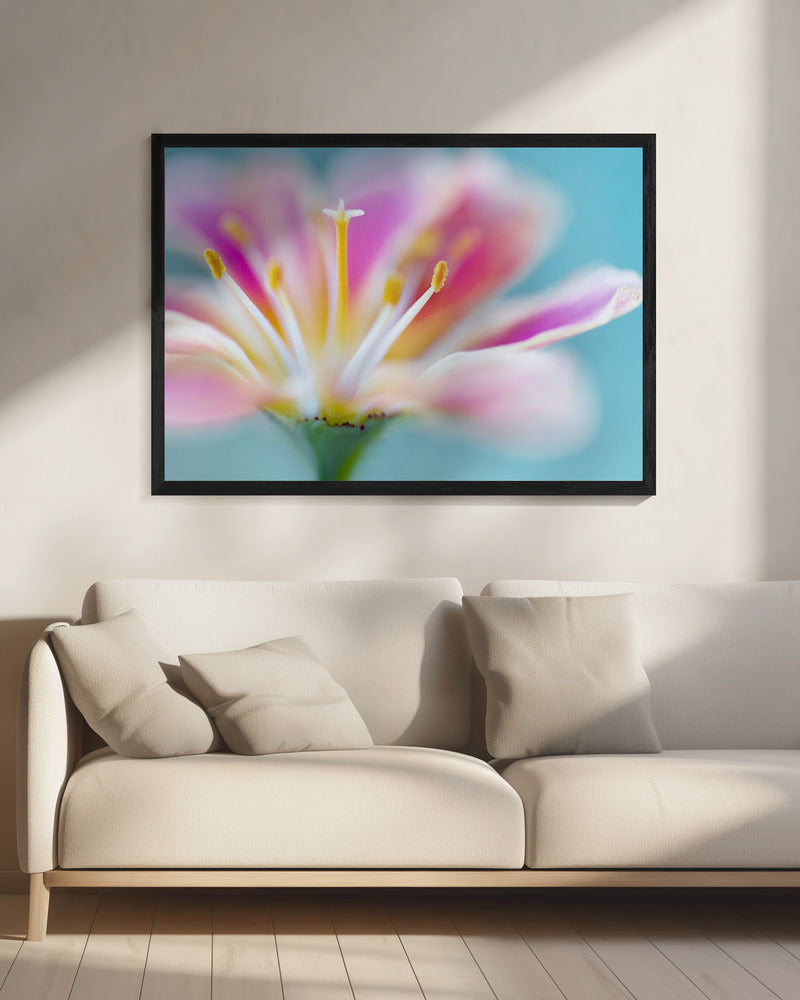 Lewisia | Canvas