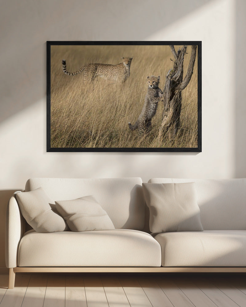 I've Got it Mum | Canvas