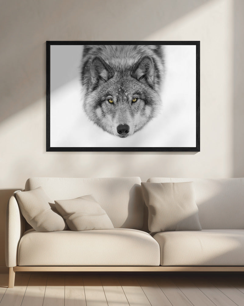 Yellow eyes - Timber Wolf | Canvas