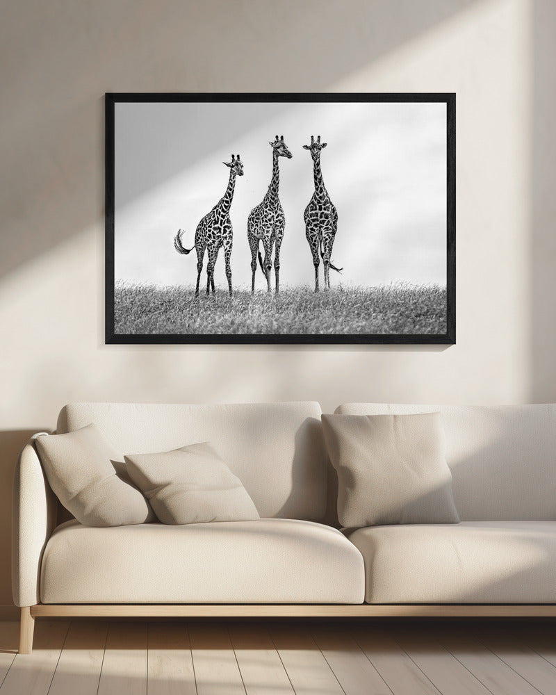 Giraffes in the  Mara plains | Canvas