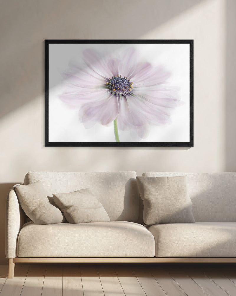 Cape Daisy | Canvas