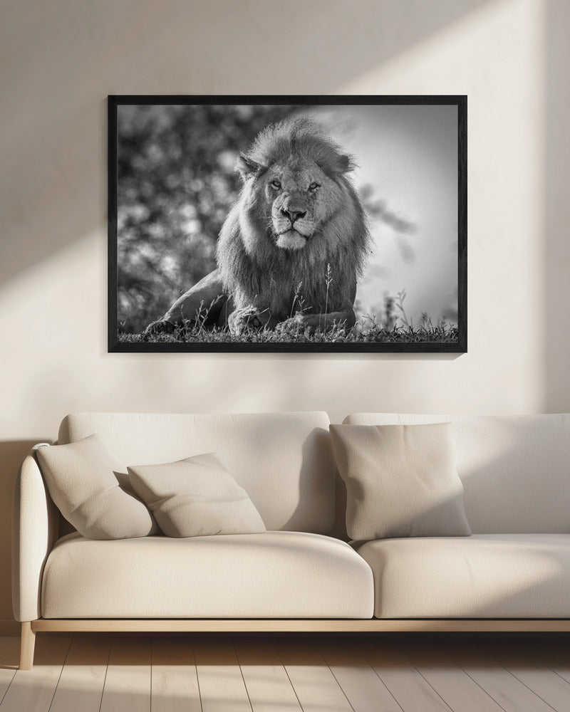Monochromatic lion king | Canvas