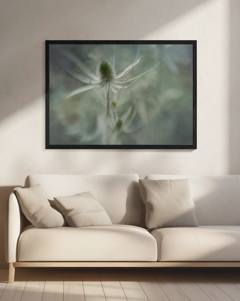Teasel | Canvas