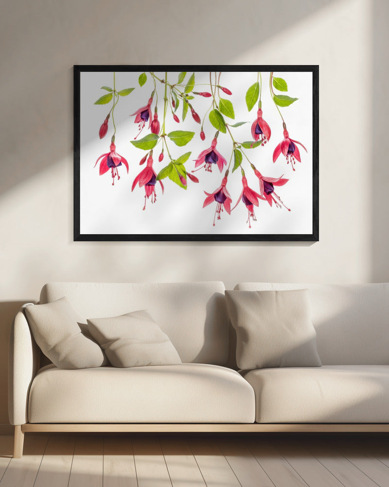 ~ Fuchsia ~ | Canvas