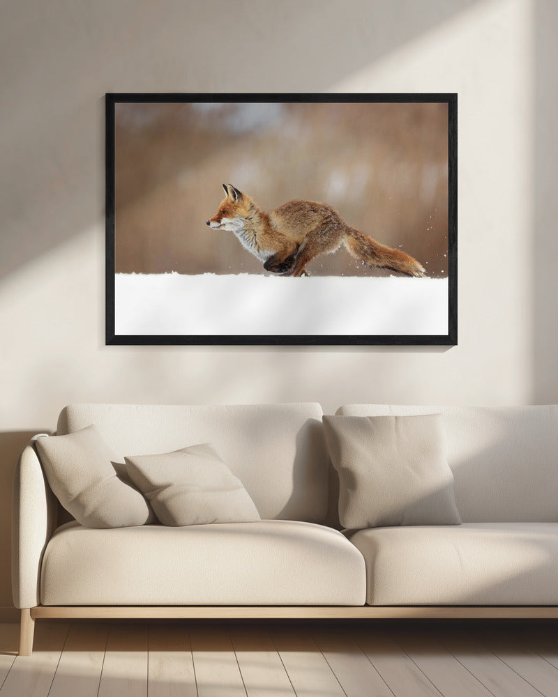Red Fox | Canvas